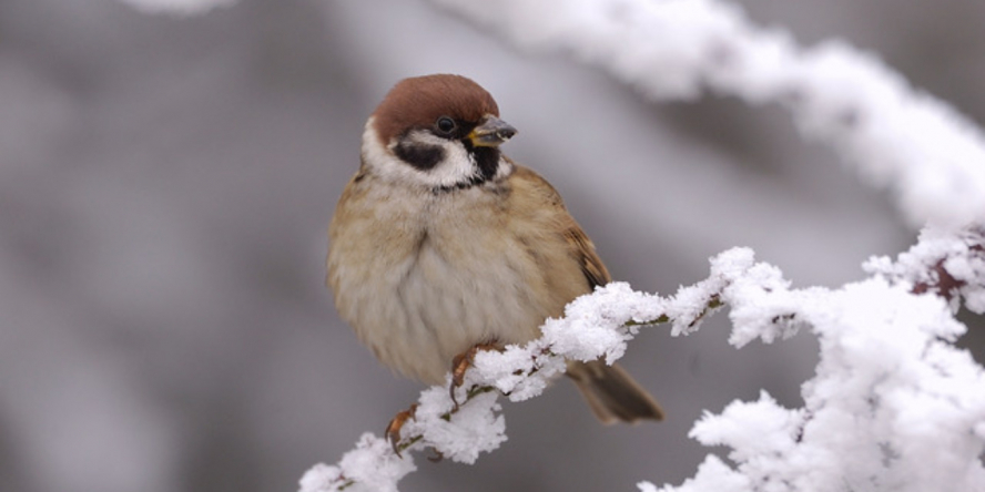 Moineau friquet